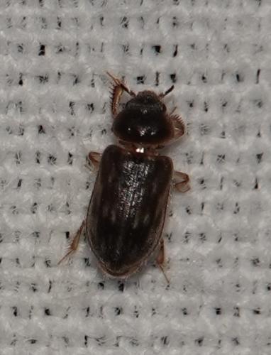 Heterocerus sp.